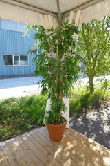 Plantdecoraties - foto 1